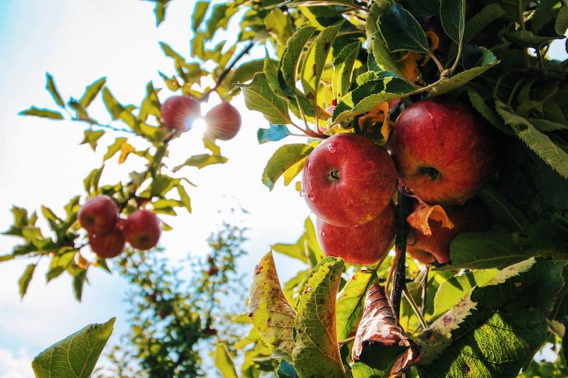 Apples in Wenatchee