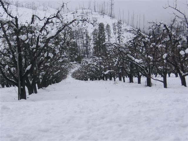 Apple orchard in Winter