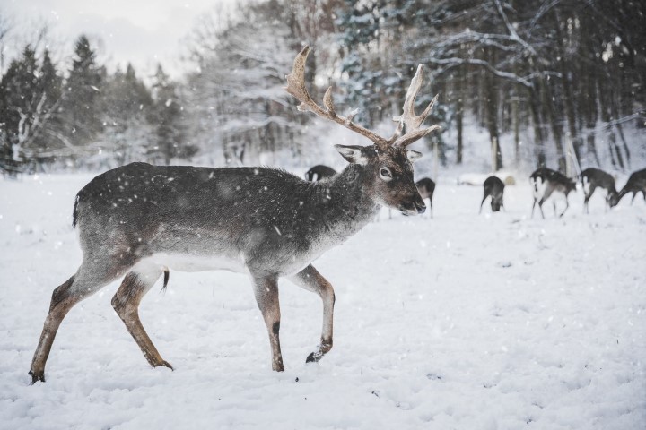 Reindeer Snow